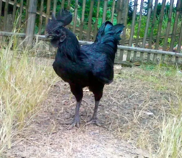 black chicken