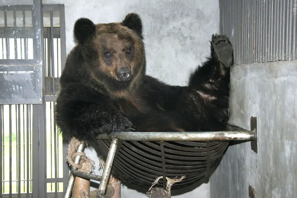 bear torture