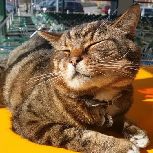 cat in supermarket