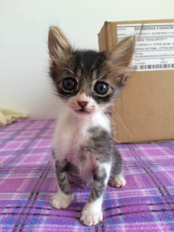 tiniest kitten