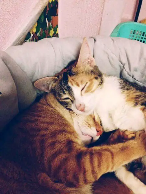 father cat and kittens