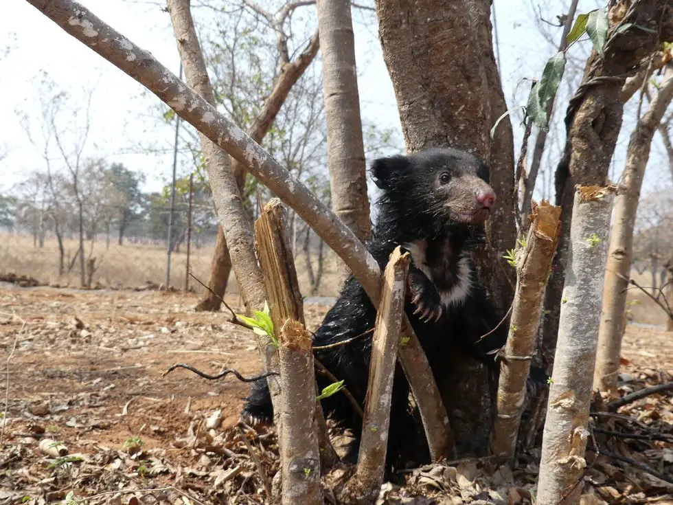 baby bear and dead mother