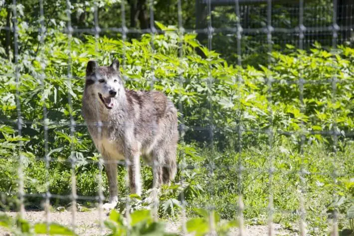 wolf rescued