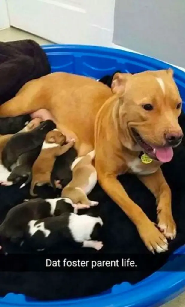 dog and puppies dumped