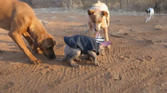 baby aardvark 