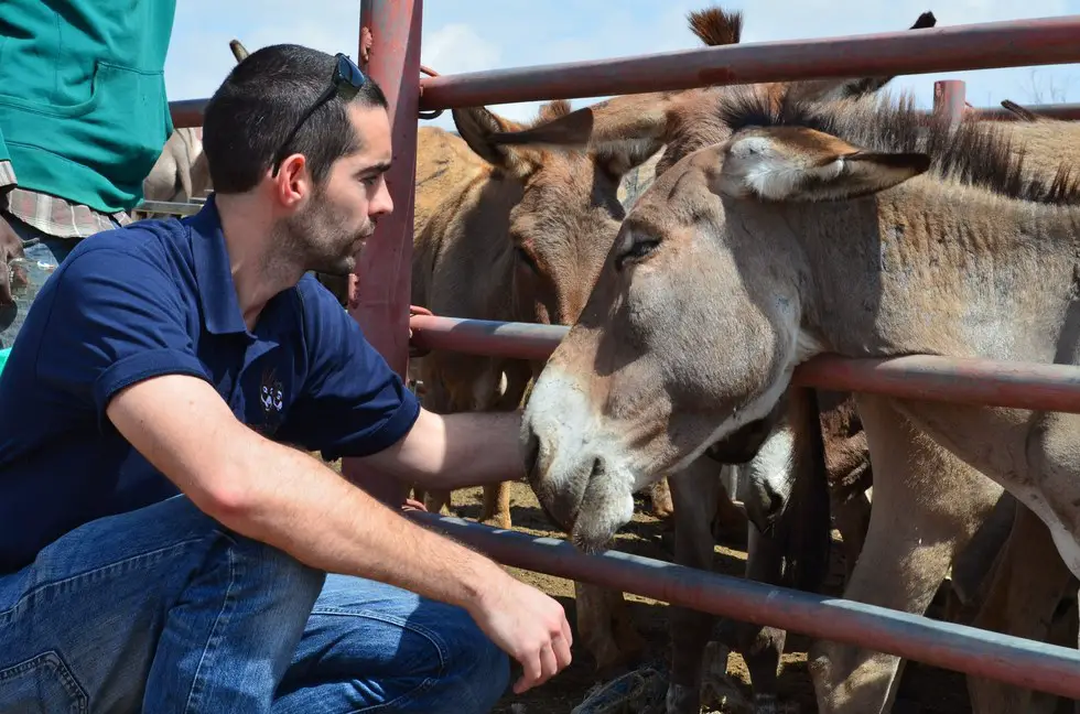 donkeys killed for their skin