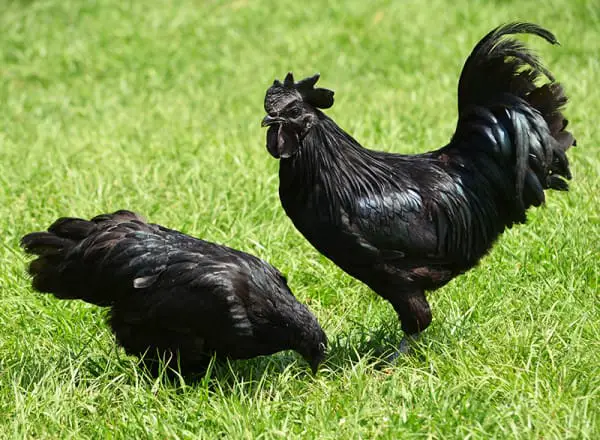 black chicken
