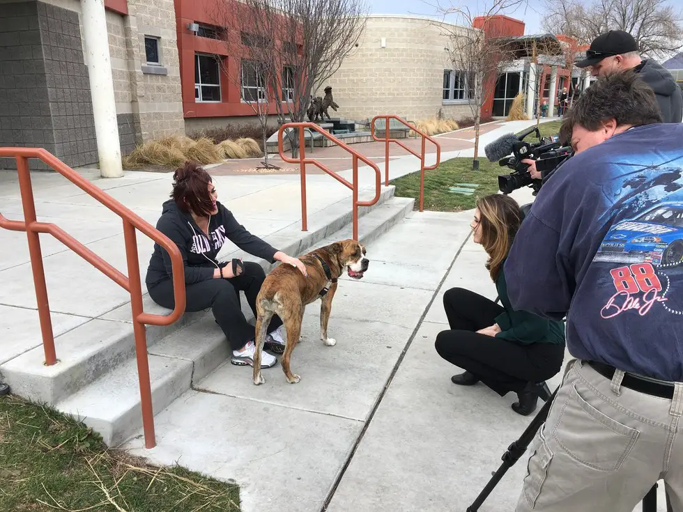 dog returns to shelter