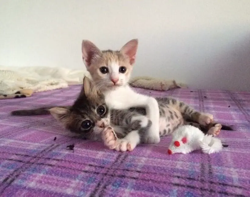 tiniest kitten