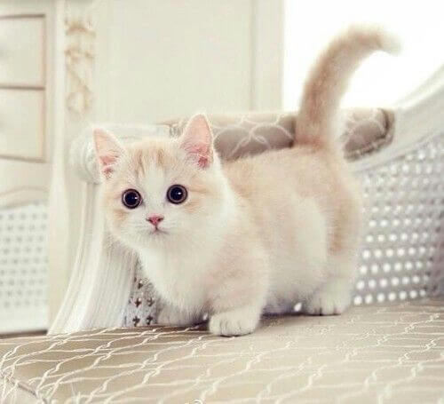 munchkin cat