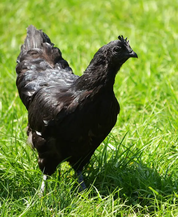 black chicken