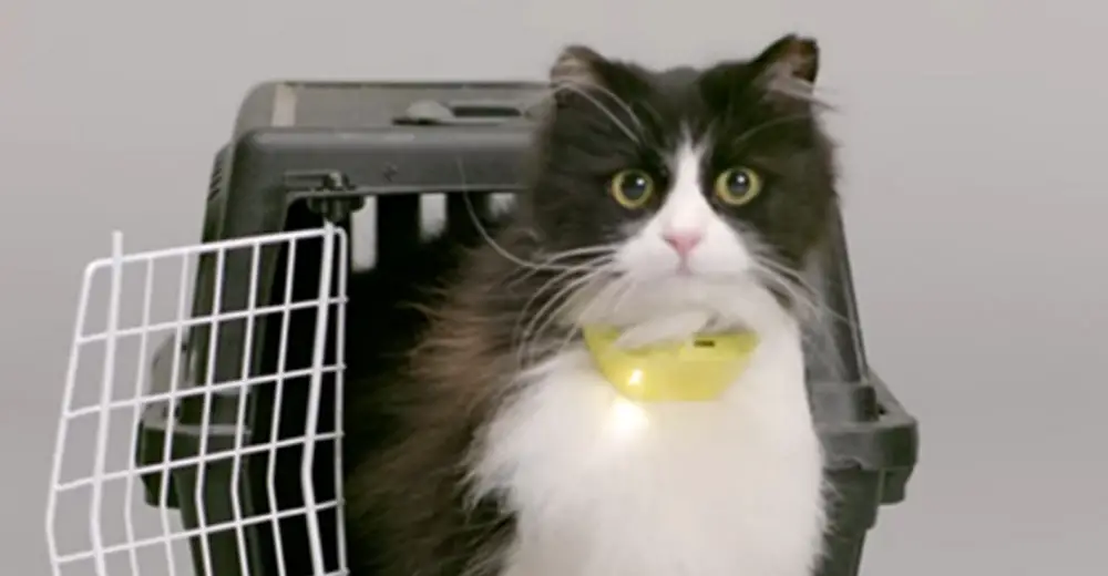 New Collar Can Actually Translate What Your Cat Is Thinking — But You