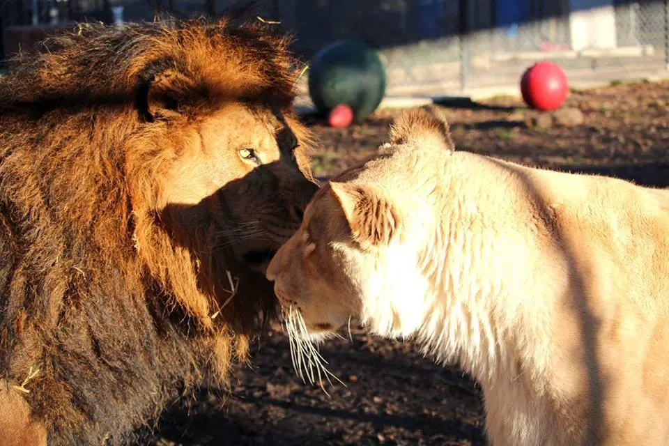 sick lioness finds love