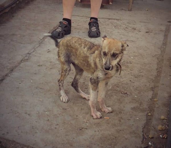 rescued dogs