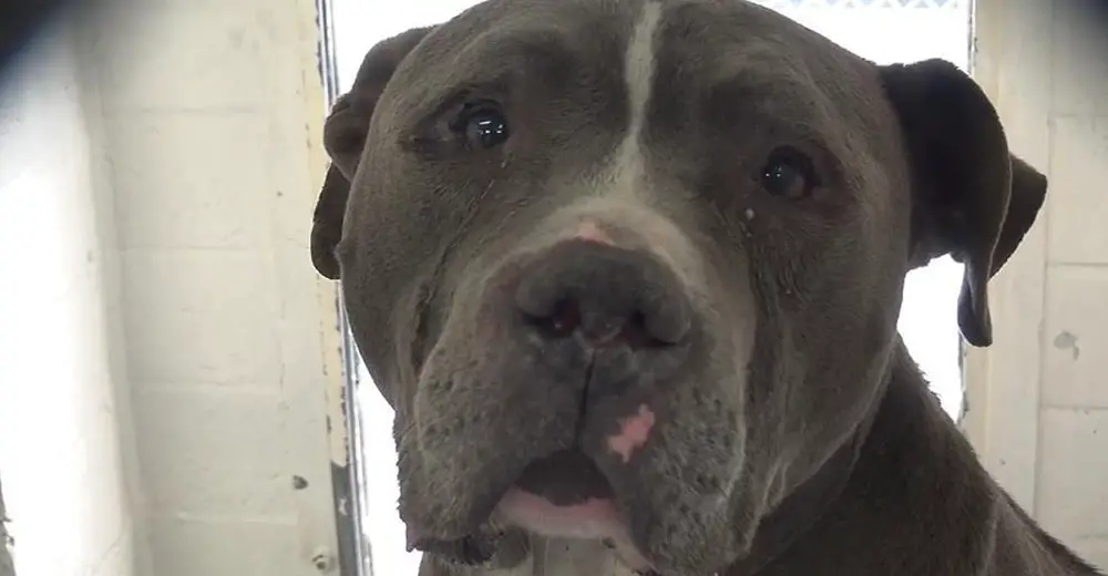 saving carson shelter dogs cries when he realizes his family left him at the shelter page 2 of 3 relay saving carson shelter dogs cries when he realizes his family left him at the shelter page 2 of 3 relay