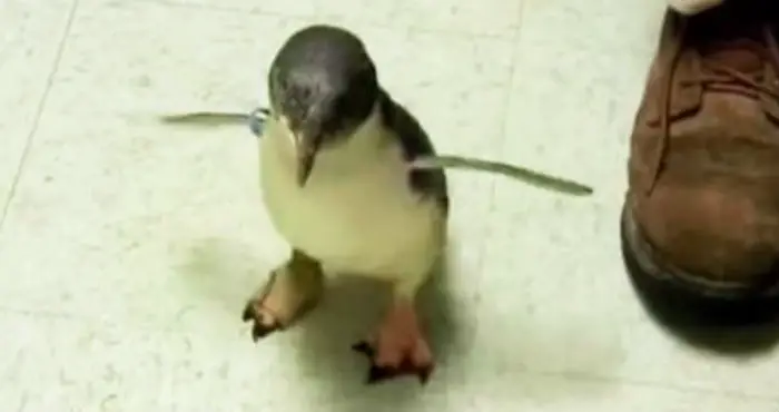 penguin excited