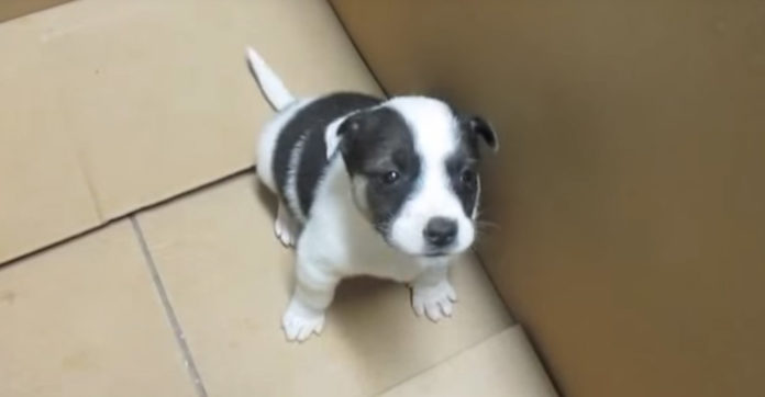 husky-pit-puppies
