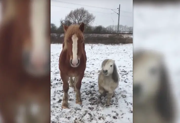 shetland pony