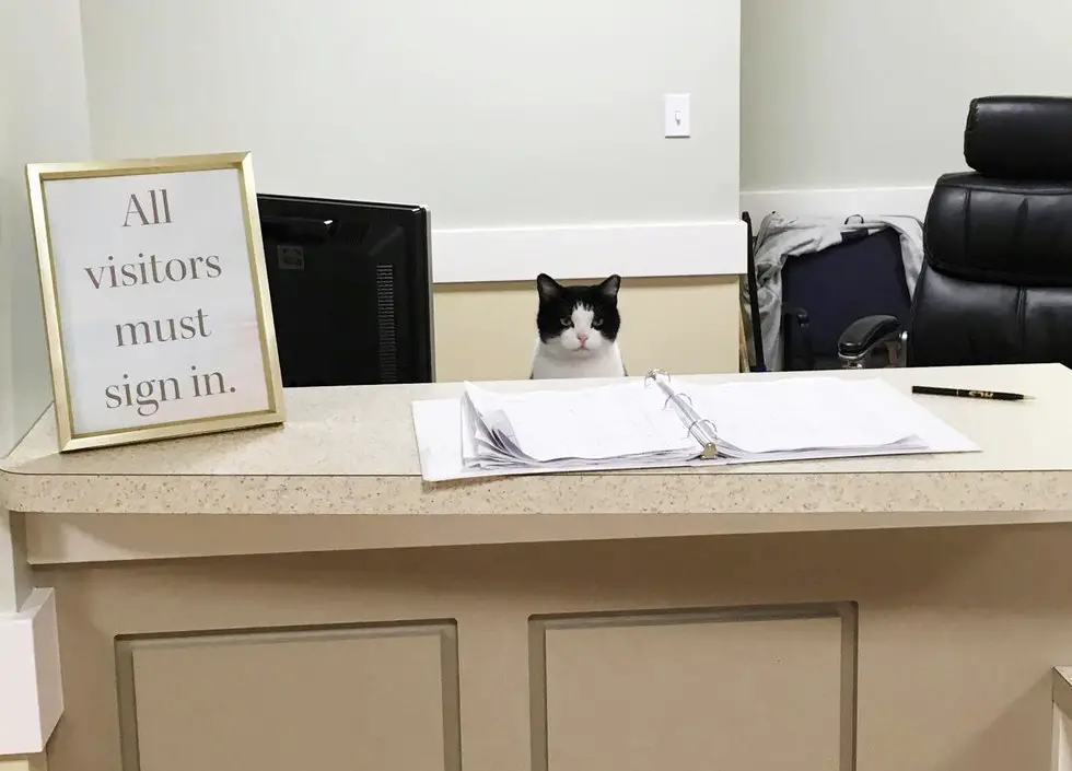 cat employee