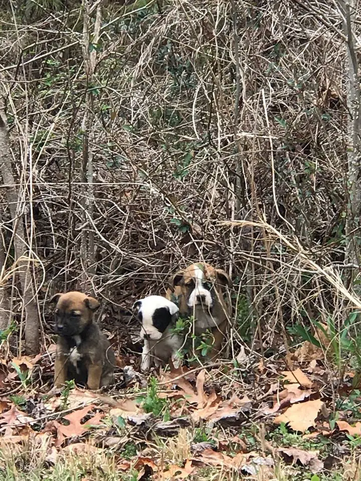 dog rescues puppies