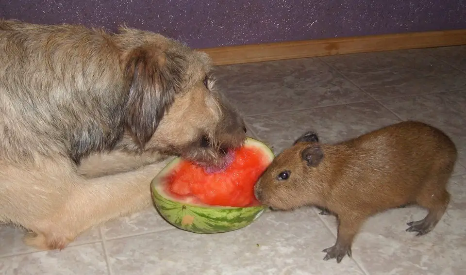 loving capybara