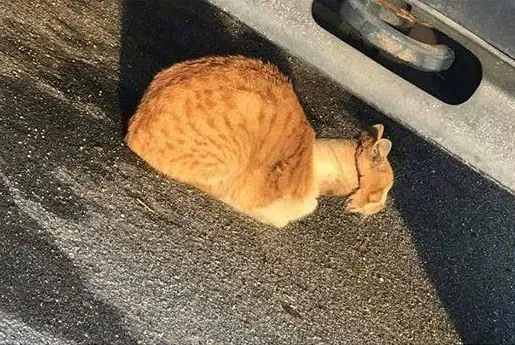 cat and tape roll