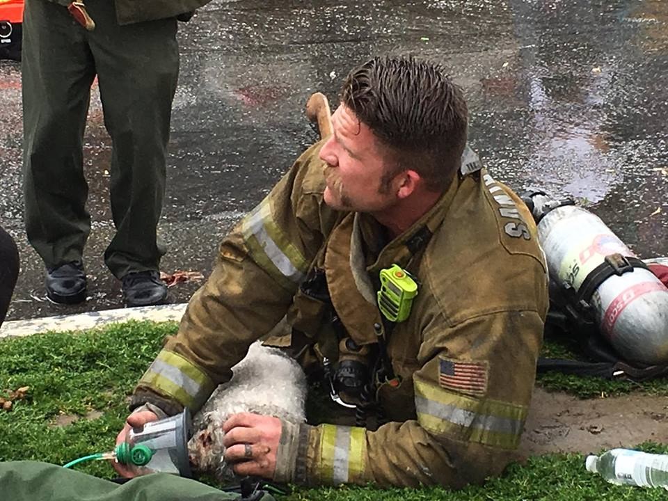 dog and firefighter