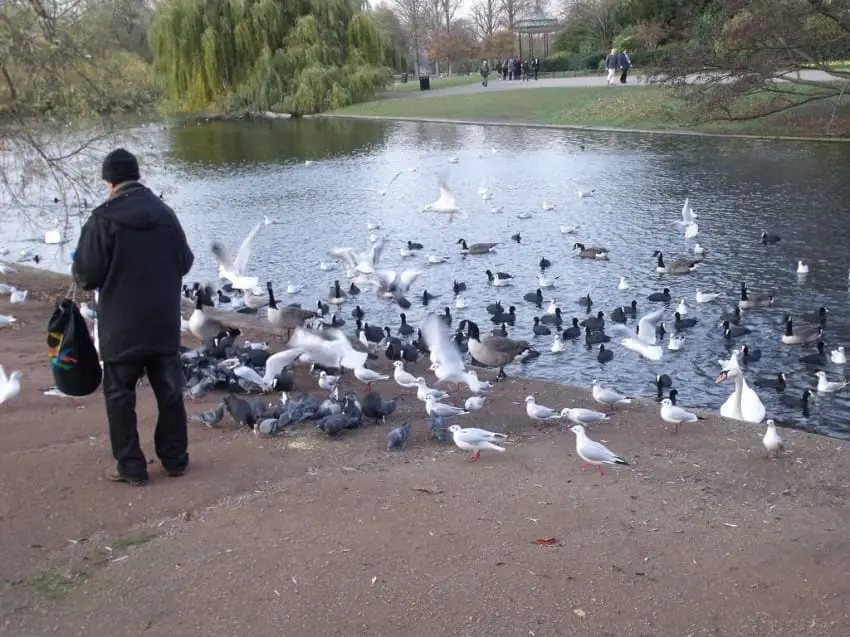 bread and ducks