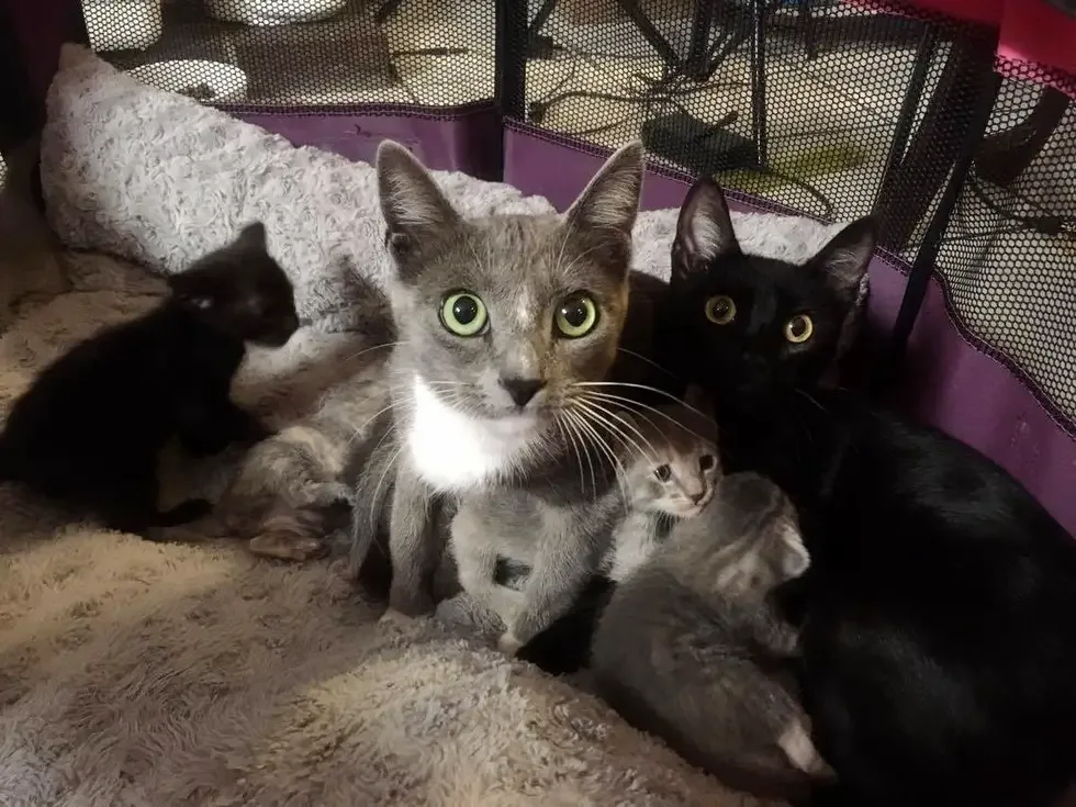 cats and kittens
