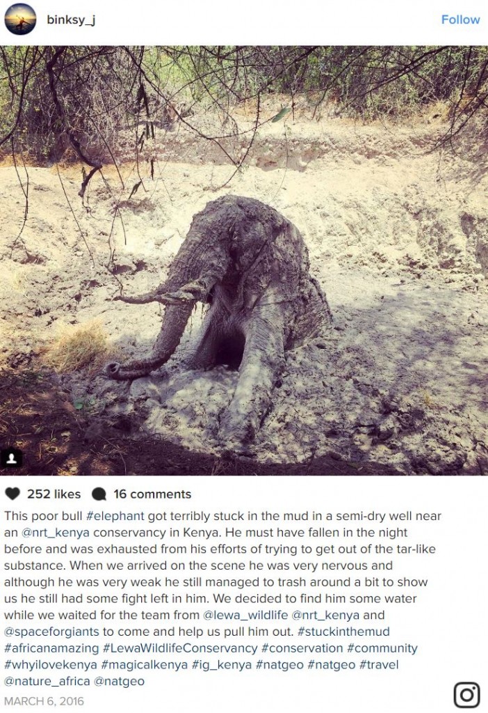 drowning elephant
