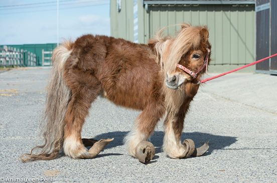 pony and horse neglect