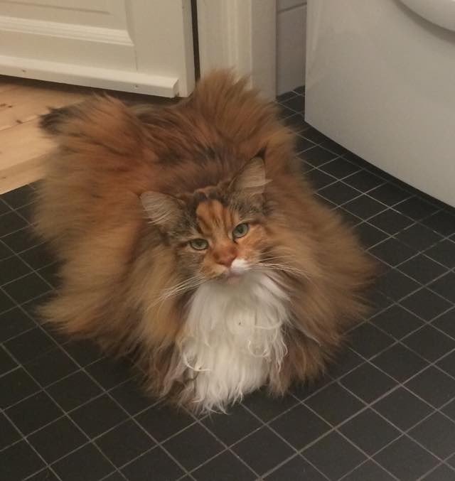 fluffy cat