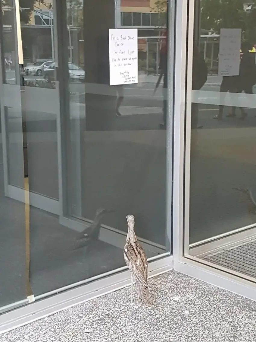 bird staring at itself