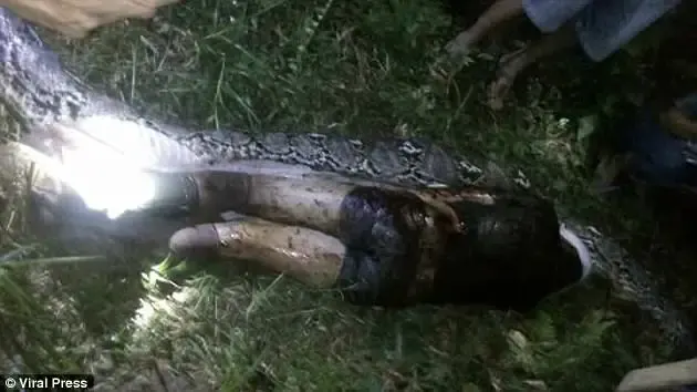 python eats man