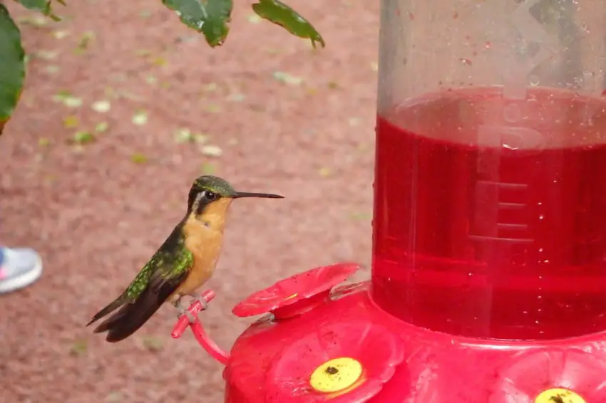 hummingbird red nectar