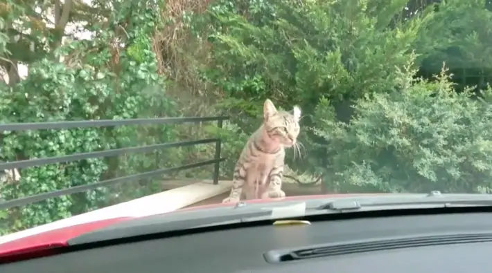 cat in the car