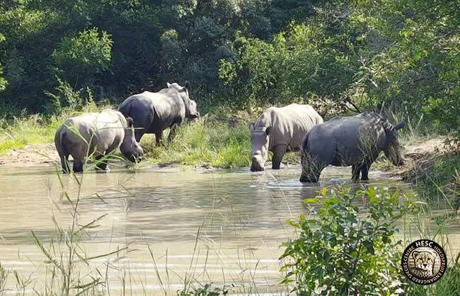 poachers and rhino