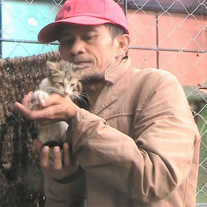 stray cats