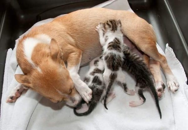 dog nursing kittens