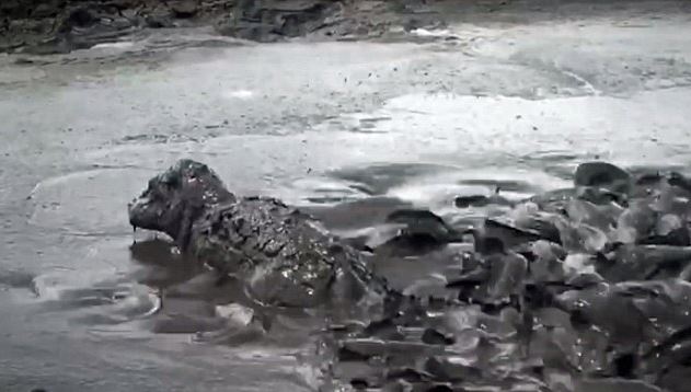 hippo drowning