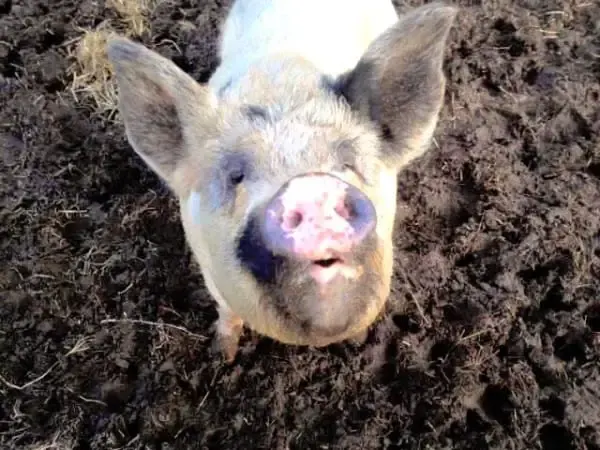 cow and pig