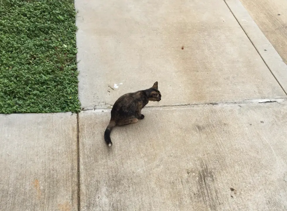 stray cat