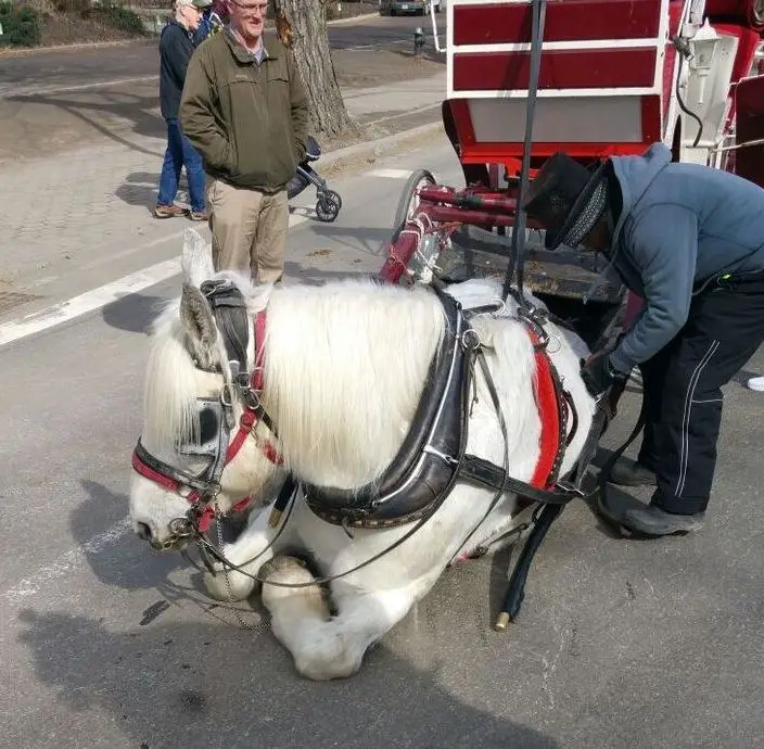 horse collapses