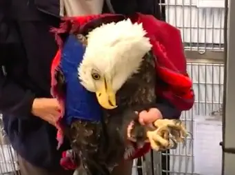 paralyzed bald eagle