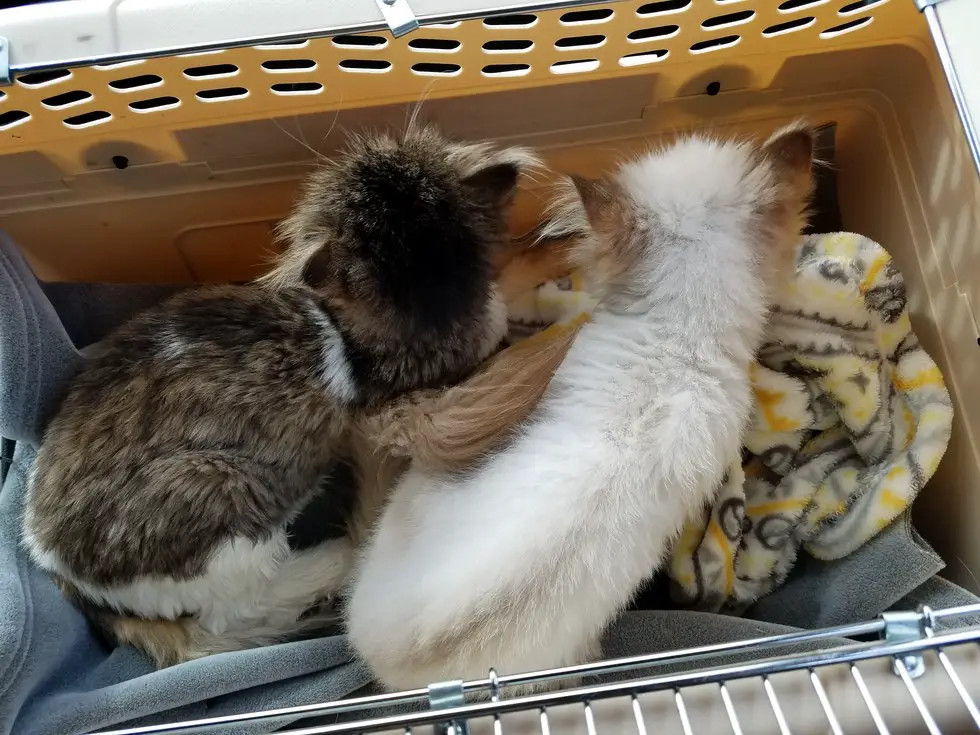 two cats