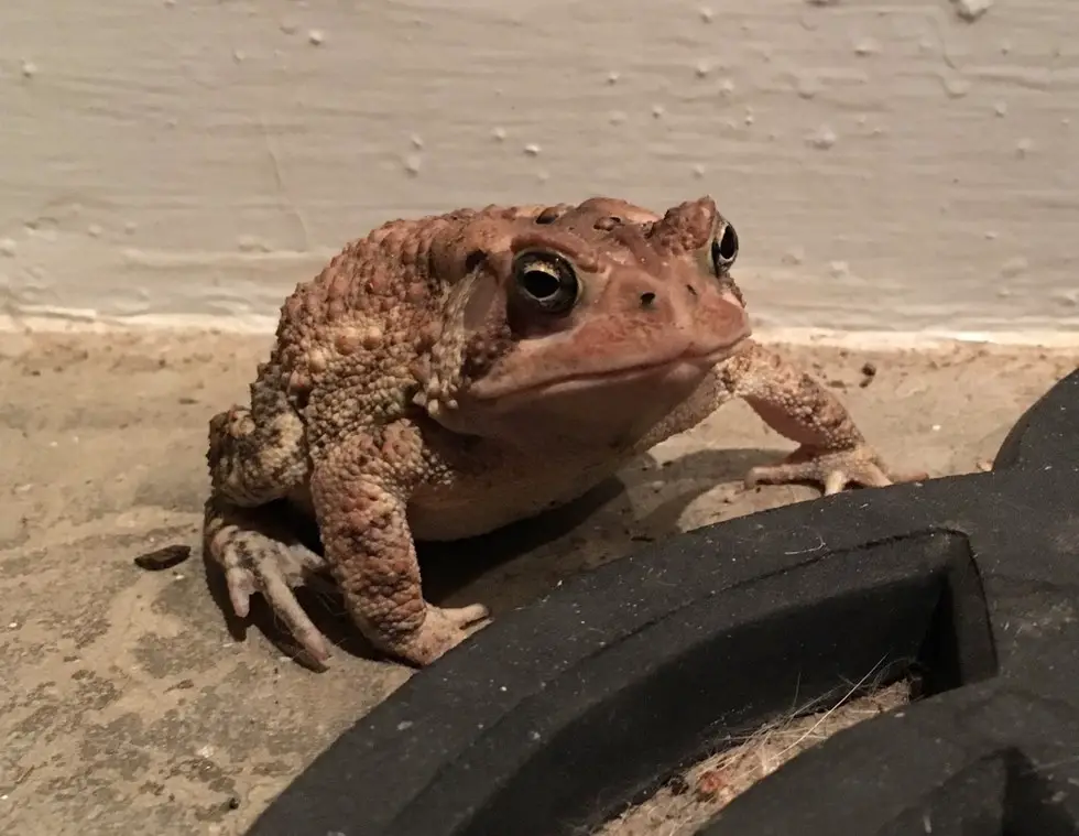 toad and his hats