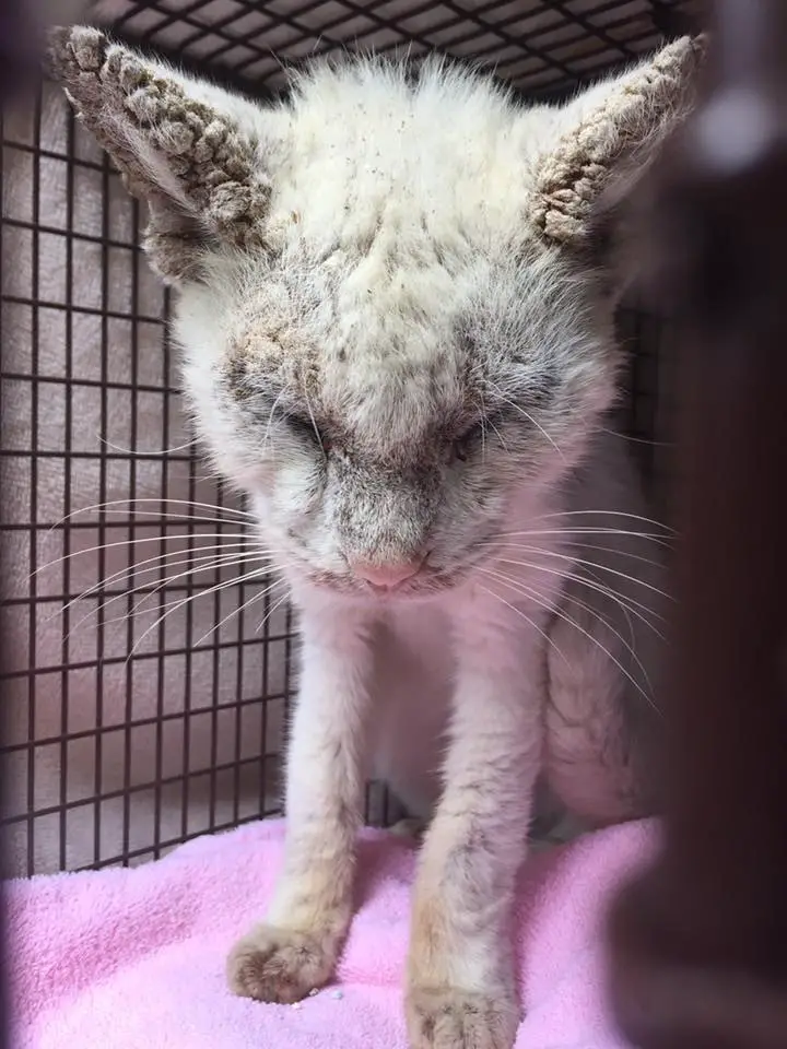 malnourished cat