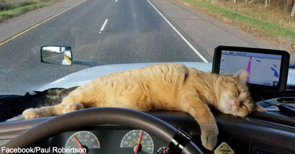 trucker finds cat