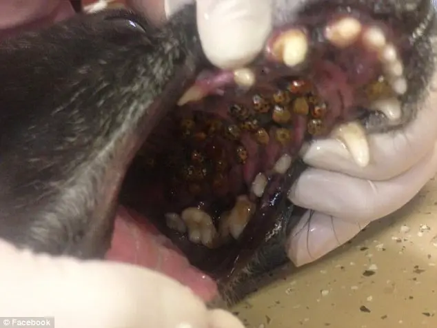 bugs in dog's mouth