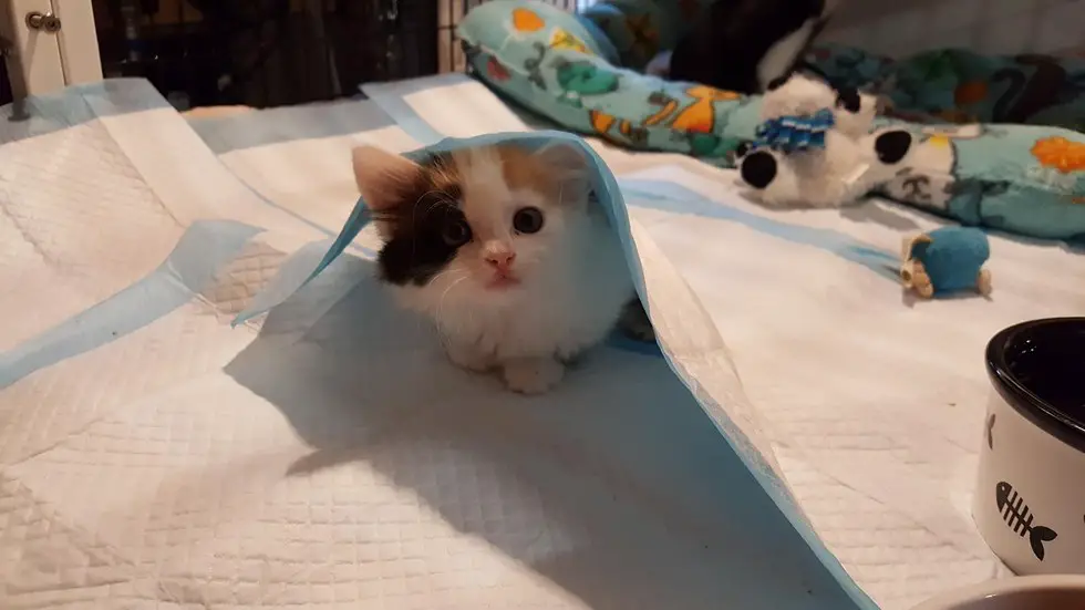 paralyzed kitten